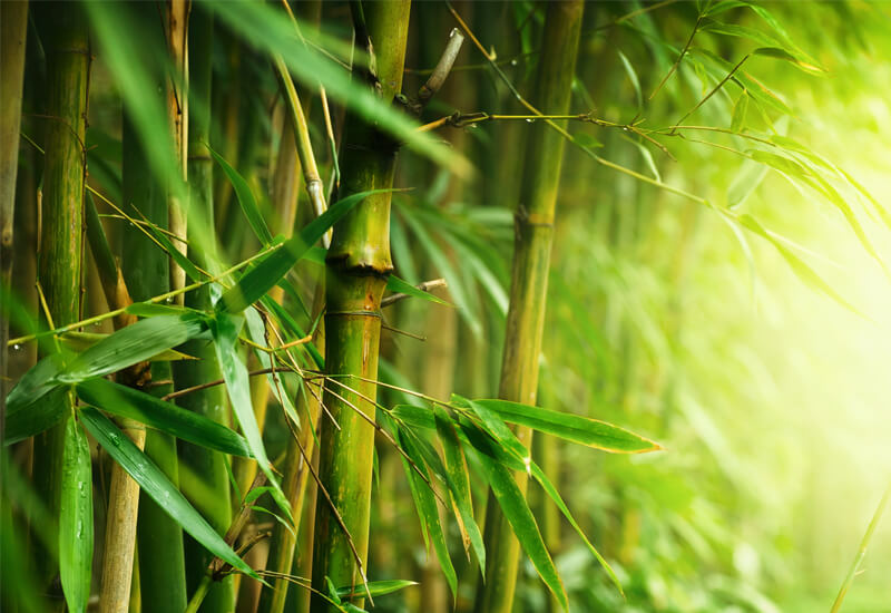 Idealna kombinacija bambusa i mikrovlakana za udobnost i toplinu tokom cijele godine